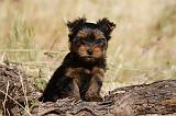 YORKSHIRE TERRIER 516